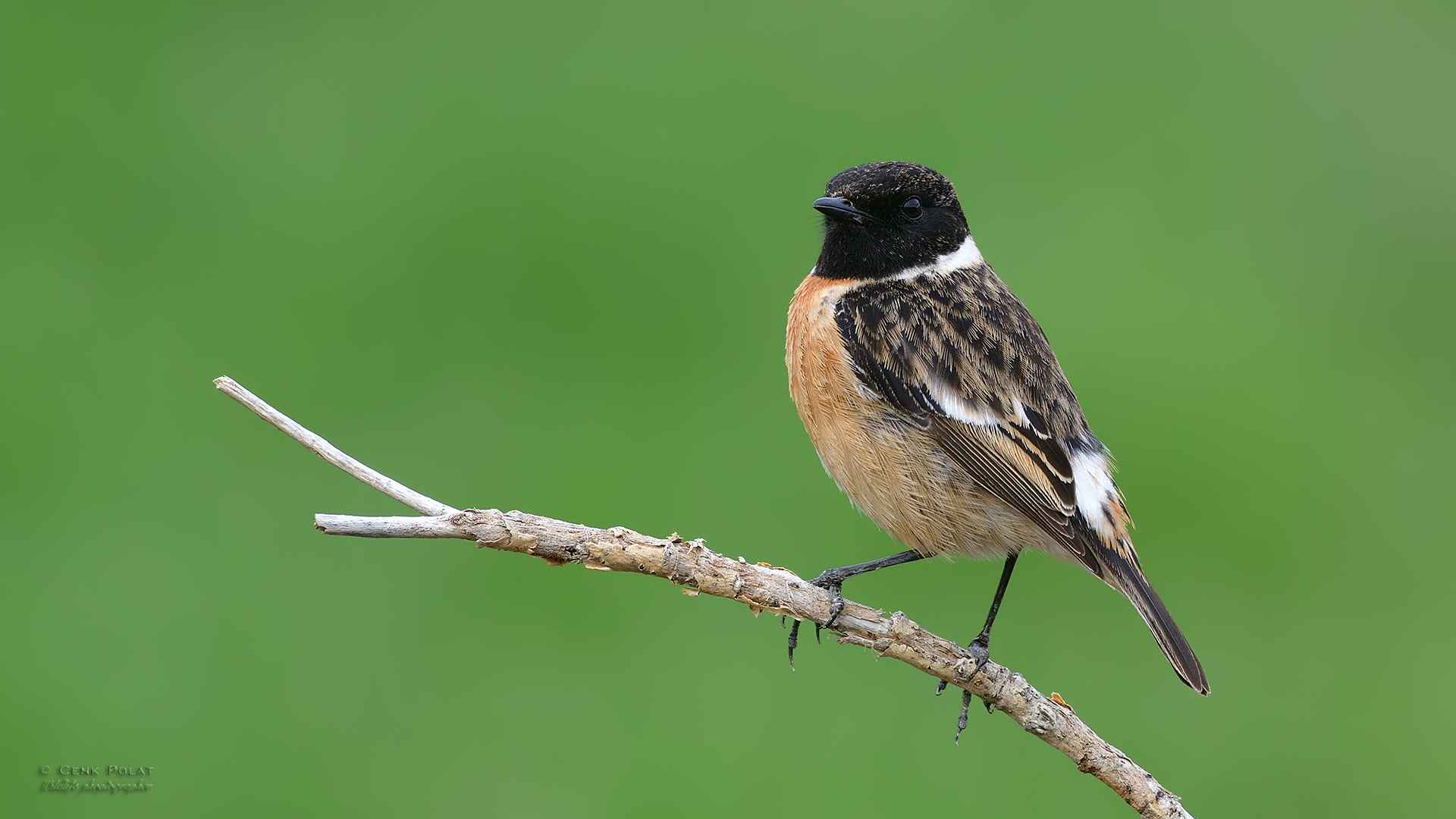 European Stonechat